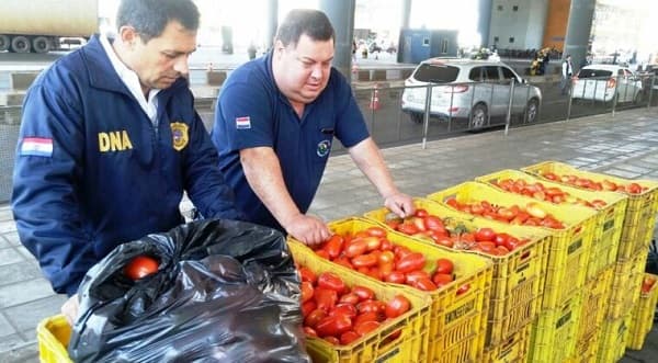 Tomateros paraguayos enfrentan crisis por contrabando y saturación del mercado