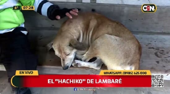 Piden adoptar al perro “Hachiko de Lambaré” que permanece en parada de buses