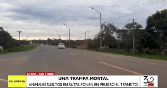 Expresan preocupación ante ingreso de animales sueltos a rutas de San Pedro
