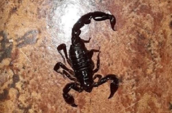 Niña muere por picadura de alacrán en Curuguaty