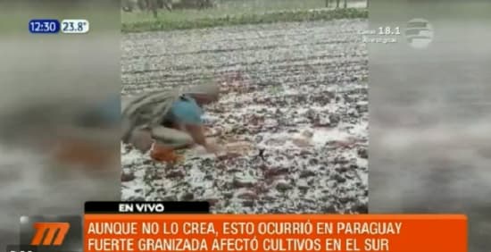 Productor pierde sus cultivos a raíz de intensa granizada en Hohenau