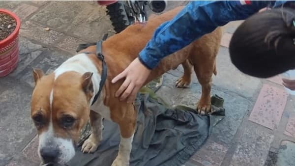 Detienen a hombre que “apuñaló” a pitbull refugiado en comisaría