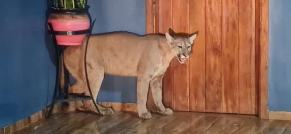 Puma invade hogar y es fatalmente atacado por perros domésticos