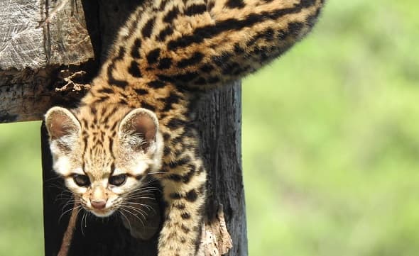 Denuncian robo de tirika en Zoológico de Asunción