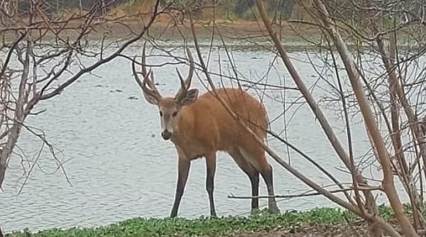 Sorprendente aparición de un Ciervo de los Pantanos en zona de sequía del Chaco