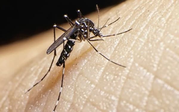 Alerta en Paraguay: Resurge el temido ‘Dengue Visceral’