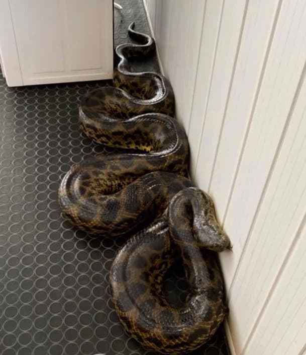 Rescate de kuriju herida en la Costanera Sur de Asunción