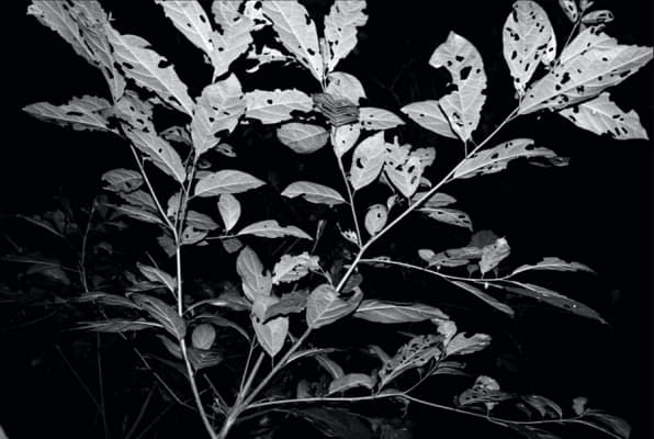 Luvier Casali desvela ‘Ejercicios nocturnos’ en Espacio K