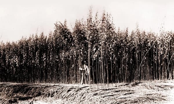 Raíces ocultas del narcotráfico en Paraguay: Un viaje al pasado (II)