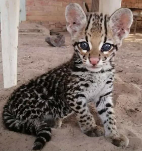 Rescate de un ocelote bebé víctima de tráfico ilegal en el Chaco