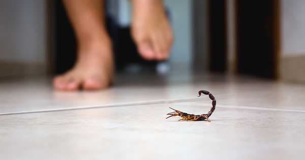 El último regalo de Elías: donación de órganos tras fatal picadura de alacrán