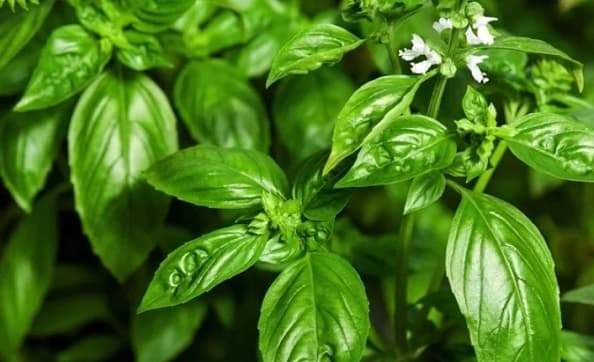 Descubrí cómo la albahaca puede aliviar los dolores articulares de forma natural