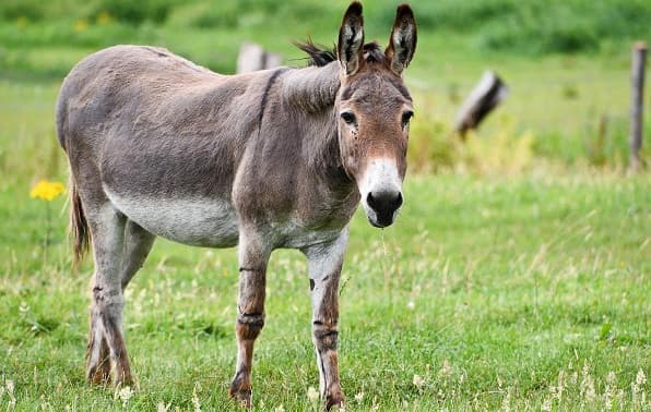 Niño de tres años muere tras recibir patada de burro en Guairá