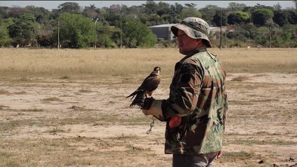 DINAC intensifica medidas contra impacto de aves, pero cetrería sigue pendiente