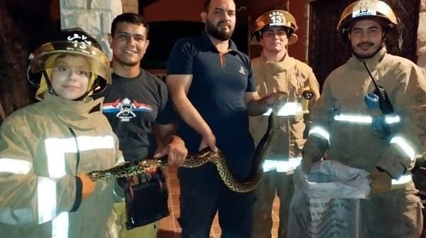 Familia de San Antonio encuentra kuriju de 2 metros en su casa y recurre a los bomberos