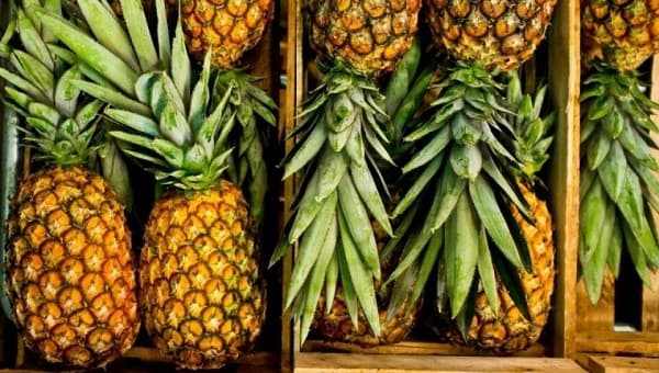 Horqueta exportará piña a Argentina: 200 productores beneficiados