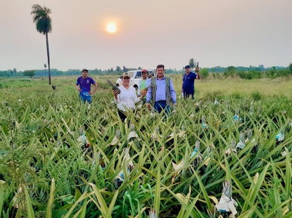 Horqueta se expande: Productores de piña exportarán a Argentina, Uruguay y Brasil