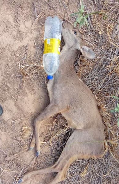 Ola de calor extremo en el Chaco provoca muerte masiva de fauna silvestre