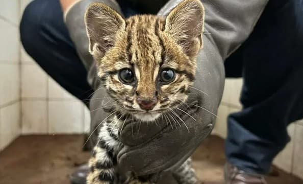 Rescatan a Tirika de hogar y vuelve al Parque Cerro Corá