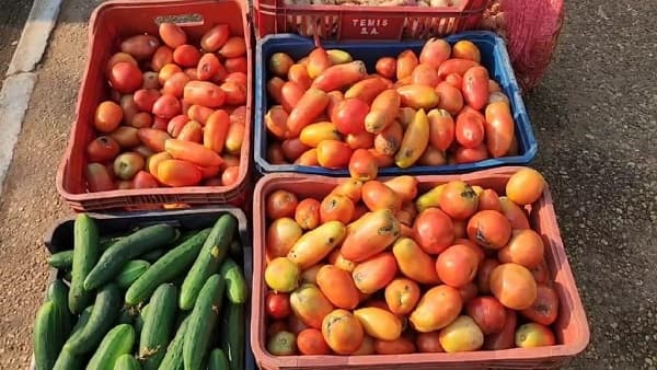 Escasez y precios elevados del tomate desatan polémica