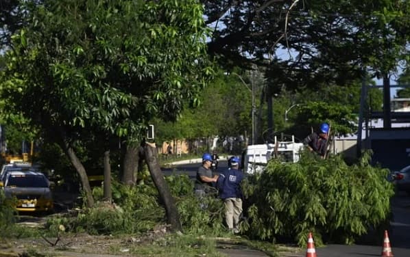 Asunción retira árboles invasores para proteger flora nativa