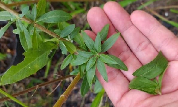 Burrito: El ansiolítico natural y sus increíbles beneficios