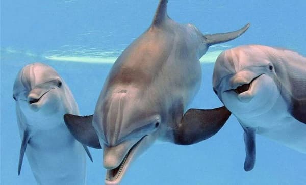 Delfines mulares: Nuevos hallazgos revelan “séptimo sentido”