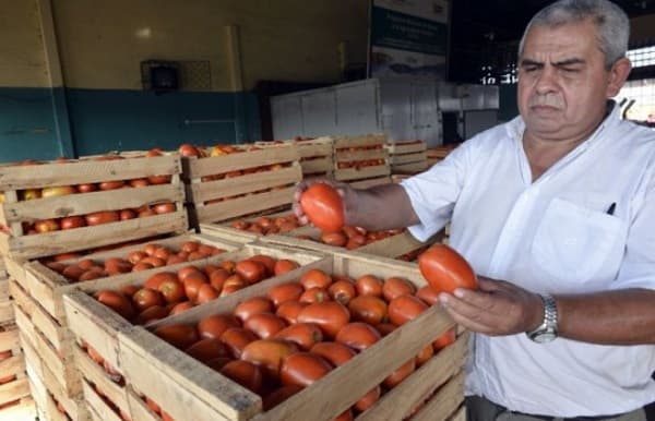 Escasez de tomates amenaza con elevar los precios en el Mercado de Abasto