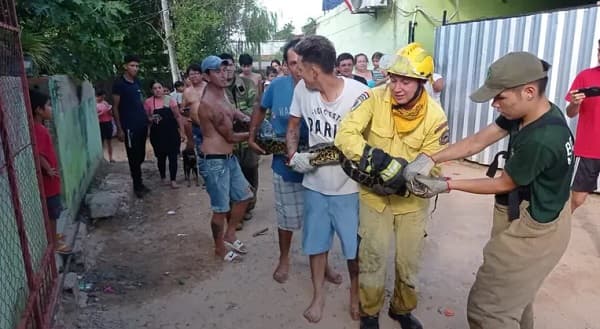 Rescatan gigantesca kuriju en Mariano Roque Alonso