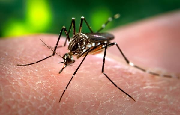 Dengue avanza hacia otra epidemia
