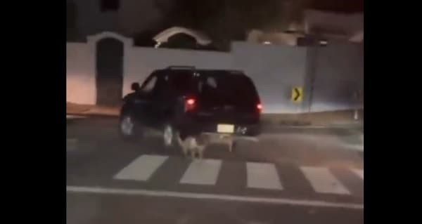 Denuncian cruel maltrato animal en Asunción