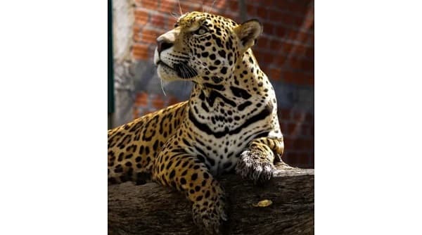 Yaguareté Caratai: De la tragedia al regreso a la vida silvestre