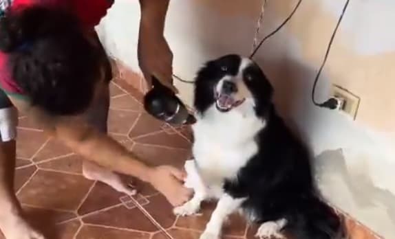 Innovador servicio de baño canino a domicilio causa furor