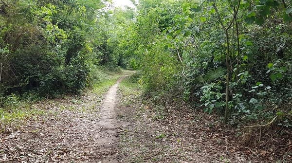 Conociendo a Jakaira: Un paseo por el culto a los árboles en la religión guaraní