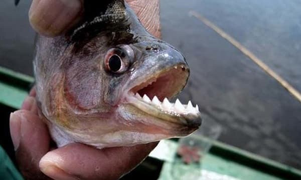 Aumentan a 13 los heridos por pirañas en playa de Pilar