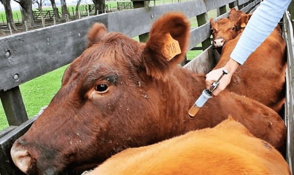 Preparativos para campaña de vacunación antiaftosa y brucélica