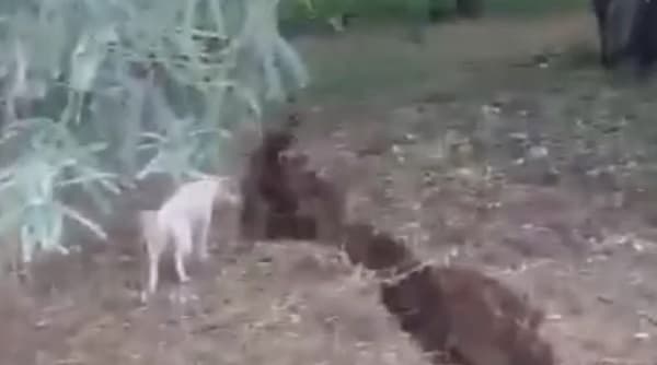 Misterio en el Chaco. Enorme grieta abre la tierra