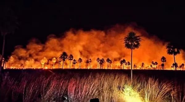 Incendios consumen 70 mil hectáreas de bosques y pastizales