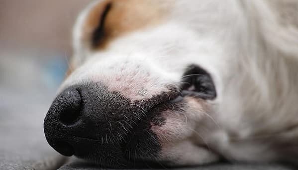 Dos detenidos por el asesinato de un perro en Capiatá