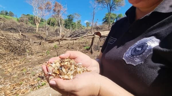 Senad inicia plan “Restaurar” para recuperar bosques destruidos por el narcotráfico