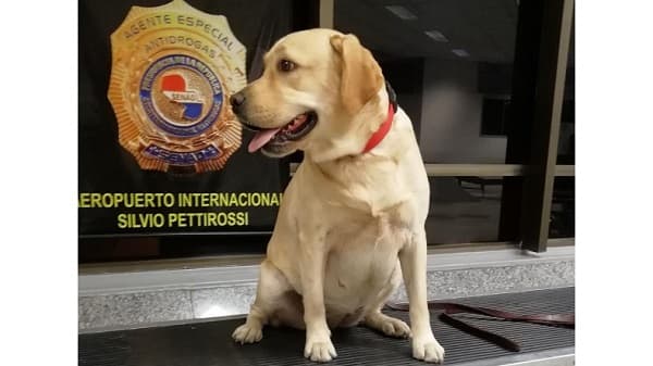 Lamentan fallecimiento de “Akira”, heroica can antidrogas