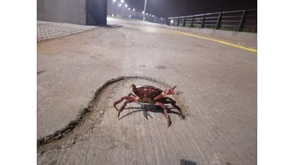 Migración de cangrejos rojos sorprende en la Costanera Sur