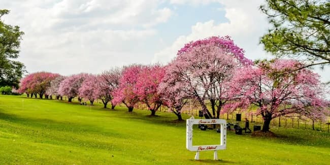 Itapúa habilita colorido Paseo del Cerezo en Flor, un rincón japonés