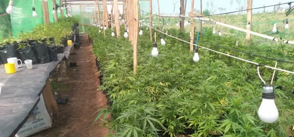 Policía Nacional desmantela sofisticada plantación de marihuana en San Pedro