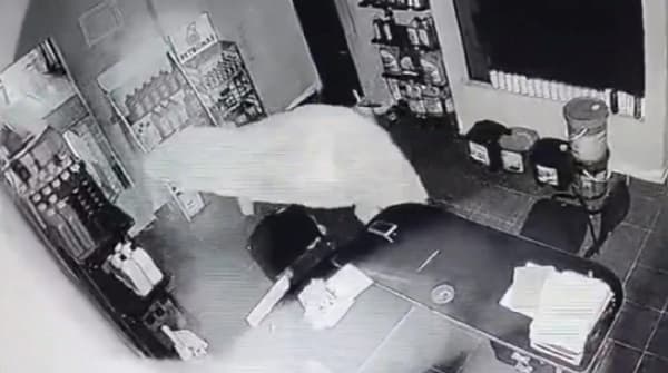 Ladrones disfrazados de fantasmas asaltan estación de servicio