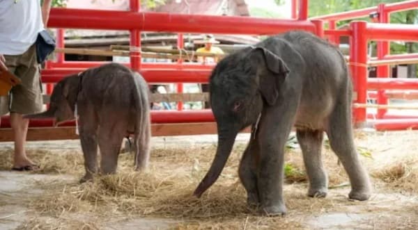 Elefanta da a luz a gemelos de distinto sexo en Tailandia