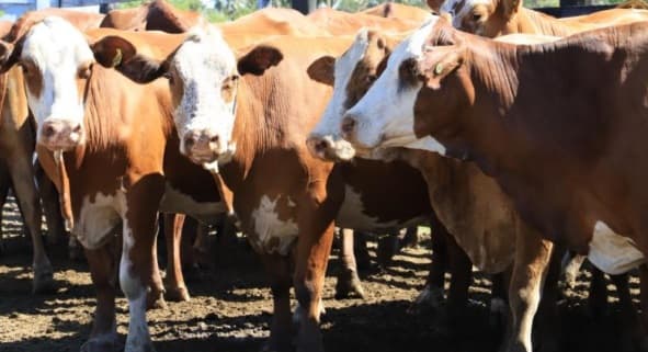 2025: Año crítico para la ganadería paraguaya por déficit bovino