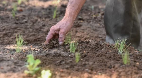 Huertas terapéuticas revitalizan a adultos mayores en asilo