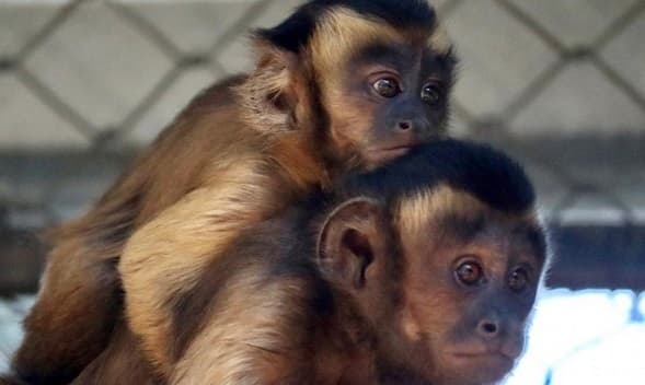 Piden colaboración ciudadana para hallar a mono capuchino en Asunción