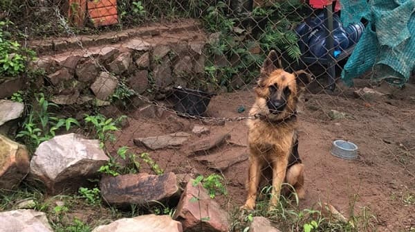 Fiscalía rescata 25 perros de criadero clandestino en Limpio